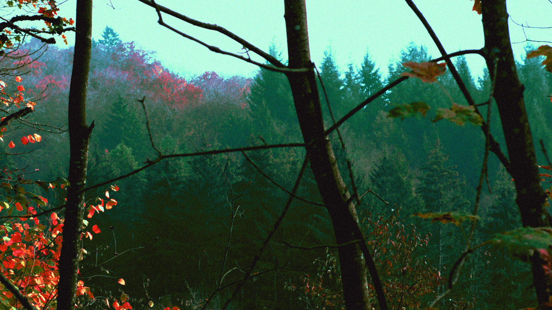 treetops with unnaturally edited colors